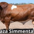 simmental
