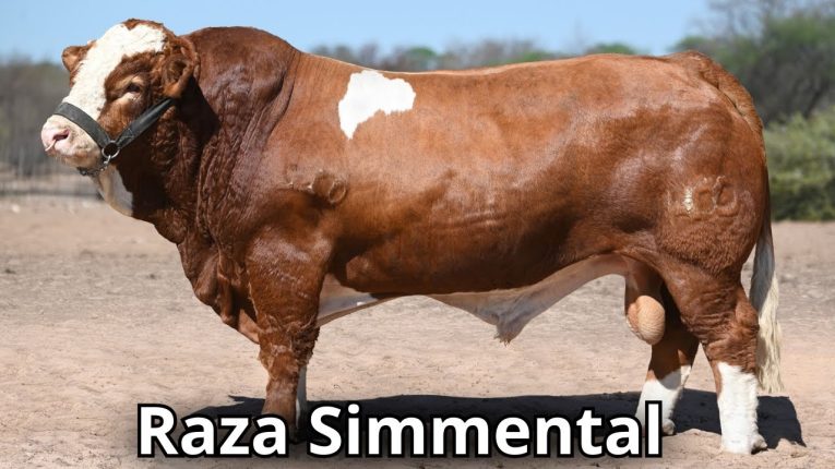 simmental